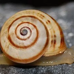 thumbnail for publication: White Garden Snail, Theba pisana (Müller) (Gastropoda: Helicidae)